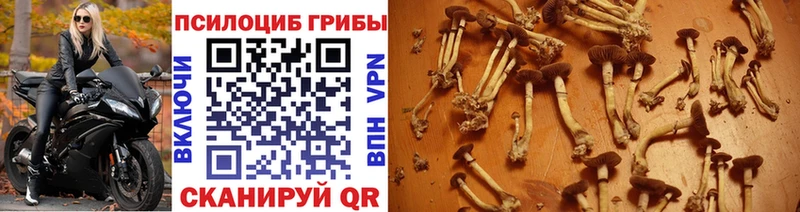 Галлюциногенные грибы Psilocybine cubensis  как найти закладки  Инза 